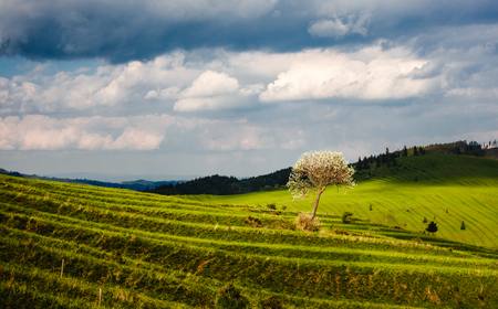 Beautiful fresh green terraced fields with tree and clouds shadow, Slovakiaの写真素材