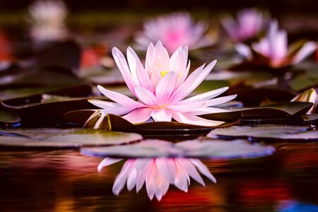 Beautiful Pink Lotus, water plant with reflection in a pondの写真素材