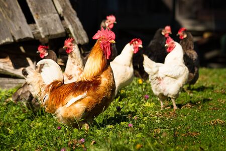 Hen and rooster in the gardenの写真素材