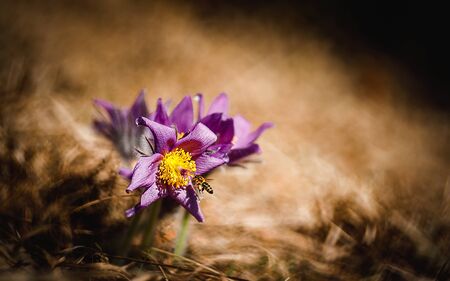 Beautiful purple little furry flower. (Pulsatilla slavica)の写真素材