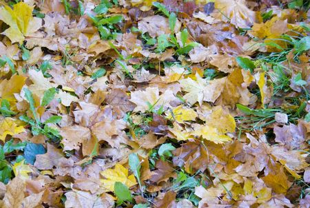 Grass and leaves backgroundの写真素材