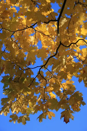 Maple leaves backgroundの写真素材