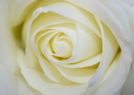 Beautiful white rose close-upの写真素材