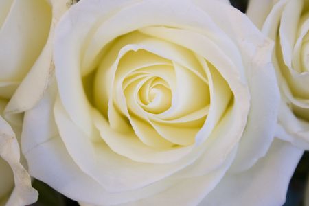 Beautiful white rose close-upの写真素材