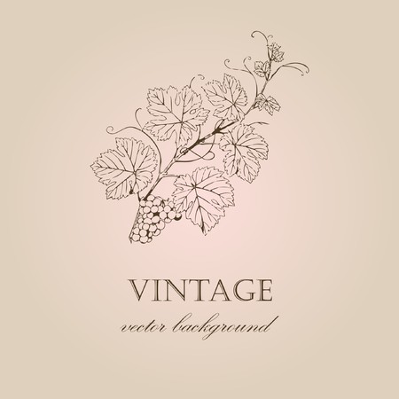 Vintage background with grape branch のイラスト素材