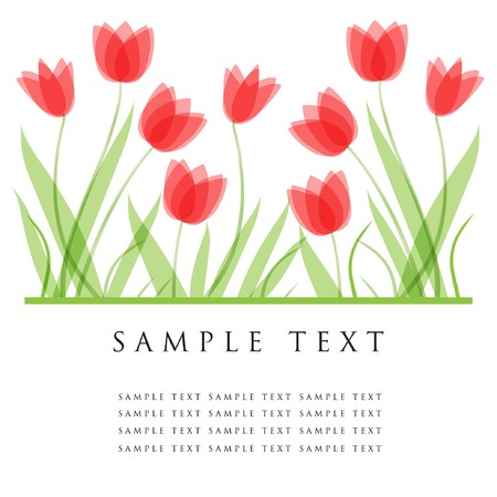 Tulip flowers.   card のイラスト素材