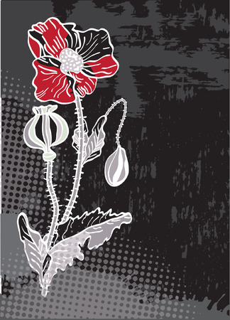 Red poppy isolated over whiteのイラスト素材
