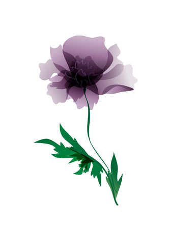 Red poppy isolated over whiteのイラスト素材