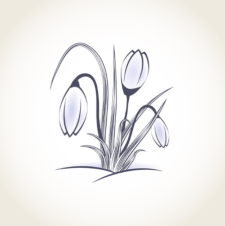 Beautiful purple crocus flower under snowのイラスト素材