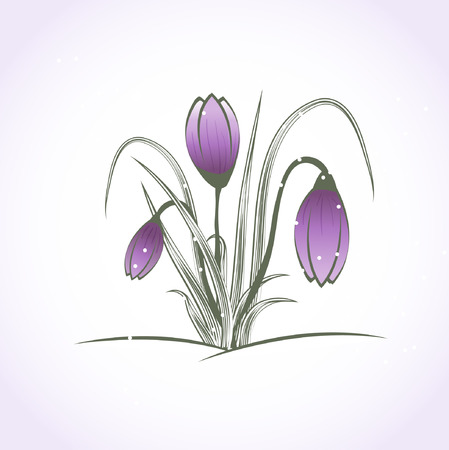 Beautiful purple crocus flower under snowのイラスト素材
