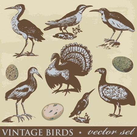 Vintage birds illustrations. Vector set のイラスト素材