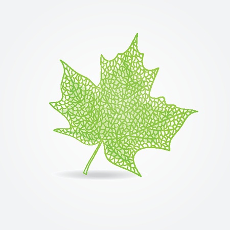 Green maple leaf illustrationのイラスト素材