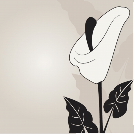 Vector illustration of calla liliesのイラスト素材