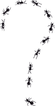 Hand drawn question mark made of ants.の写真素材