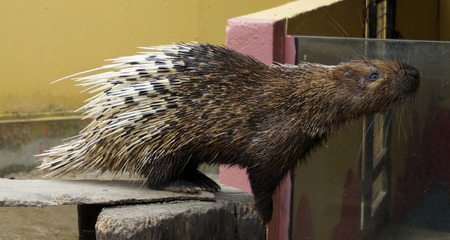 Nocturnal animals Malayan porcupine Hystrix brachyura front view.の写真素材
