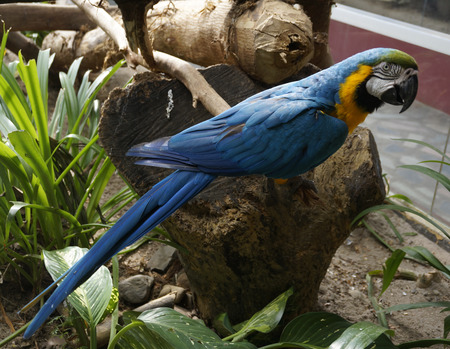 Beautiful parrot sitting on a branch.の写真素材