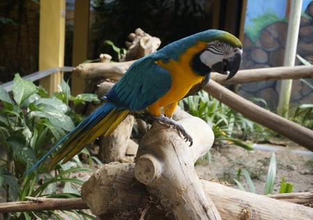 Beautiful parrot sitting on a branch.の写真素材