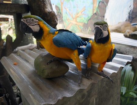 Beautiful parrots sitting on a branch.の写真素材