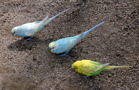 Beautiful budgies sitting on simle.の写真素材
