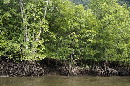 Mangrove Forests  in  Langkawi Malaysiaの写真素材