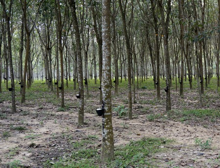 View of a rubber plantation in the Malaysia Langkawiの写真素材