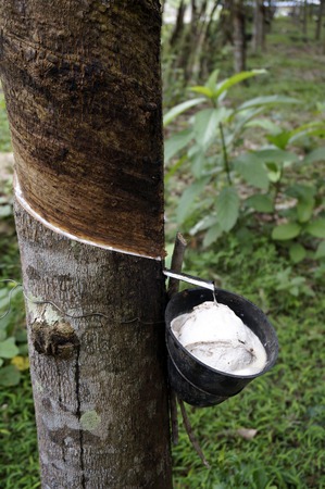 Rubber tree gives the juice of trees Langkawi Malaysia.の写真素材