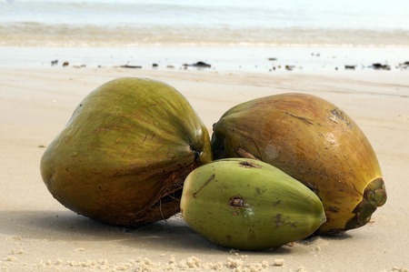Coconut washed up on the shore of the ocean waveの写真素材
