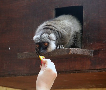 Funny lemur eats food from the hand of the girl.の写真素材