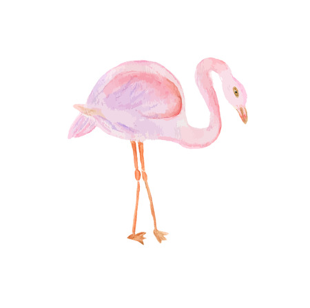 Watercolor painted illustration of flamingo. Vector formatのイラスト素材