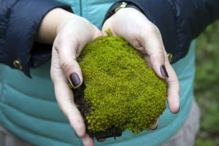 Beautiful female hands holding a fresh green forest moss.の写真素材