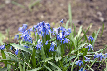 Beautiful flowers bluebell or Scylla grow in the meadow.の写真素材