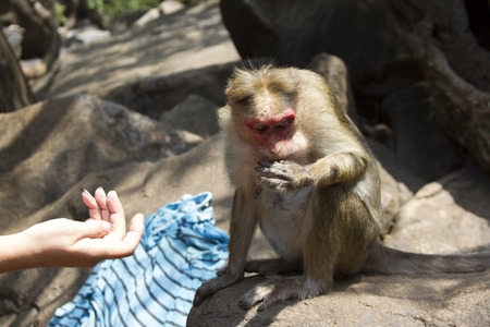 Portrait of a young Macaque taking on food with his hands. India Goa.の写真素材