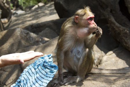 Portrait of a young Macaque taking on food with his hands. India Goa.の写真素材