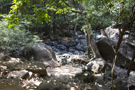 The mysterious jungles of India .Indiya Goa.の写真素材