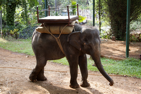 The beautiful Indian elephant with a seat for passengers costs waiting for people.の写真素材
