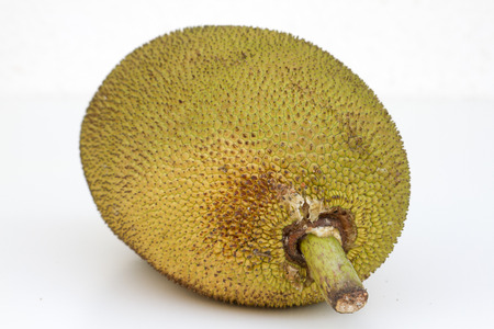 Giant jackfruit of South East Asia India Goa.の写真素材