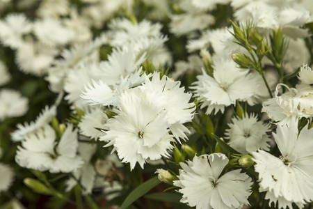 White carnation flowers on a small flower market.の写真素材