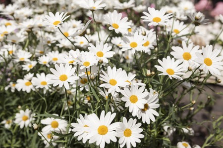 White daisies on a field.の写真素材