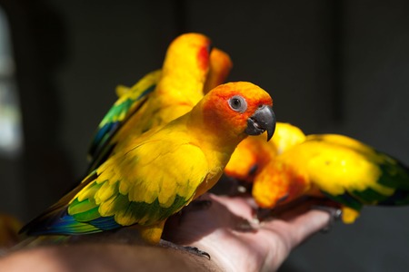 Scarlet Macaw. Beautiful yellow-green Eclectus parrots eats food with his hands.の写真素材