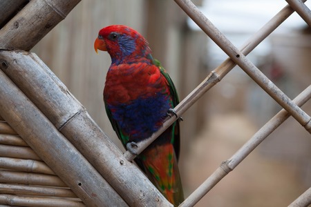 Scarlet Macaw. Beautiful red Eclectus parrot sitting on a perch.