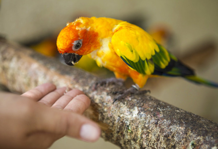 Scarlet Macaw. Beautiful yellow-green Eclectus parrot eats food with his hands.