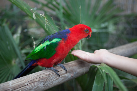 Scarlet Macaw. Beautiful red Eclectus parrot eats food with his hands.の写真素材