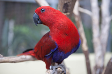 Scarlet Macaw. Beautiful red Eclectus parrot sitting on a perch.の写真素材