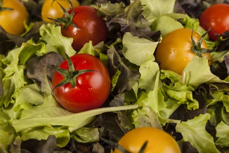 Fresh lettuce and red and yellow cherry tomatoesの写真素材