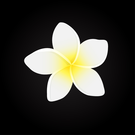 White plumeria  flower.  Vector illustration of white Frangipani flowers on black backgrouns. Spa or beauty center logo.のイラスト素材