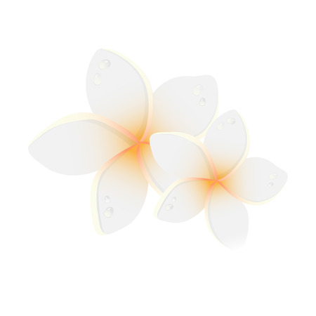 White plumeria  flower.  Vector illustration of white Two Frangipani flowers on white backgrouns. Spa or beauty center logo.のイラスト素材