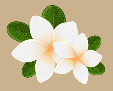 White plumeria  flower.  Vector illustration of white Two Frangipani flowers on white backgrouns. Spa or beauty center logo.のイラスト素材