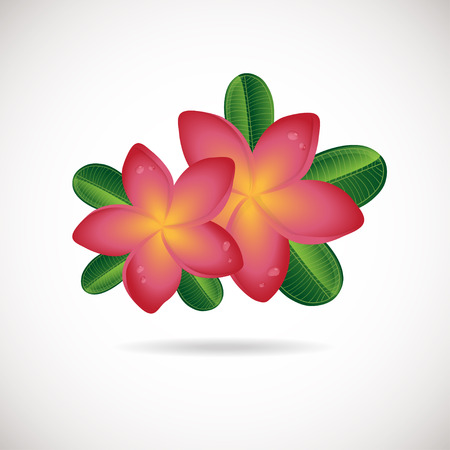 Pink plumeria flower. Vector illustration of Two Frangipani flowers with green leaves on white backgrouns. Spa or beauty center logoのイラスト素材