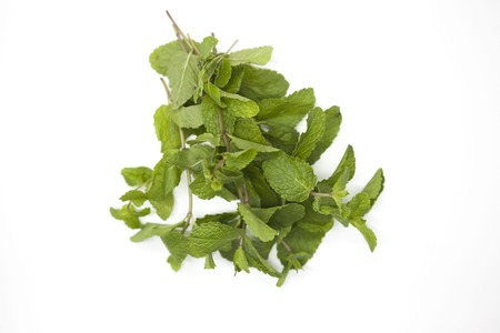 Fresh bright juicy leaves of mint on a white backgroundの写真素材