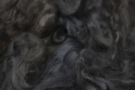 Arsenic gray piece of Australian sheep wool Merino breed close-up on a white background.の写真素材
